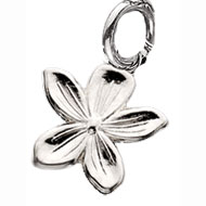 Violet Charm Violet Charm